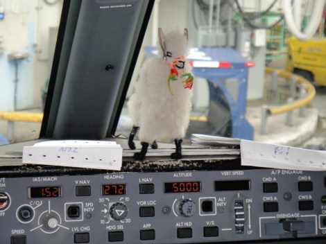 Llama on the console of 737.
