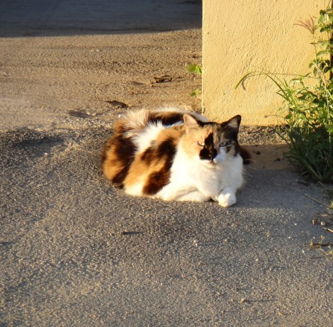Titan the Cat, relaxes at sunset.
