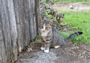 Barn cat in rural Pennsylvania.